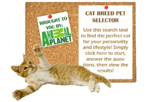 Cat Breed Selector 