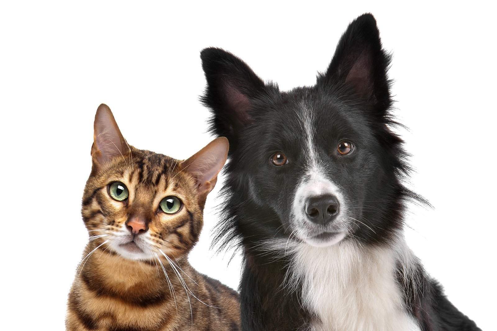 cat and dog pets