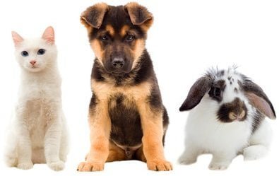 Pet Emergencies in Edmonton